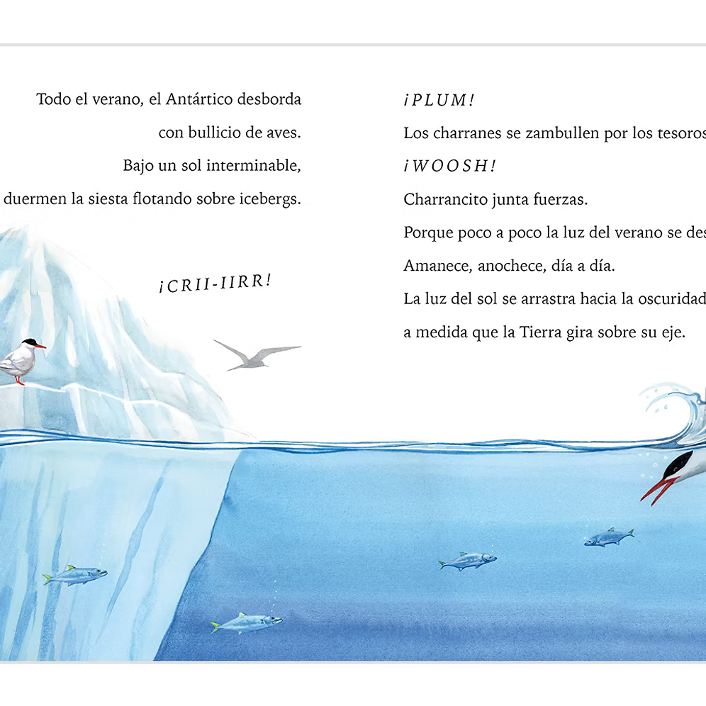 Charrancito se lanza a volar / Tiny Tern Takes Flight