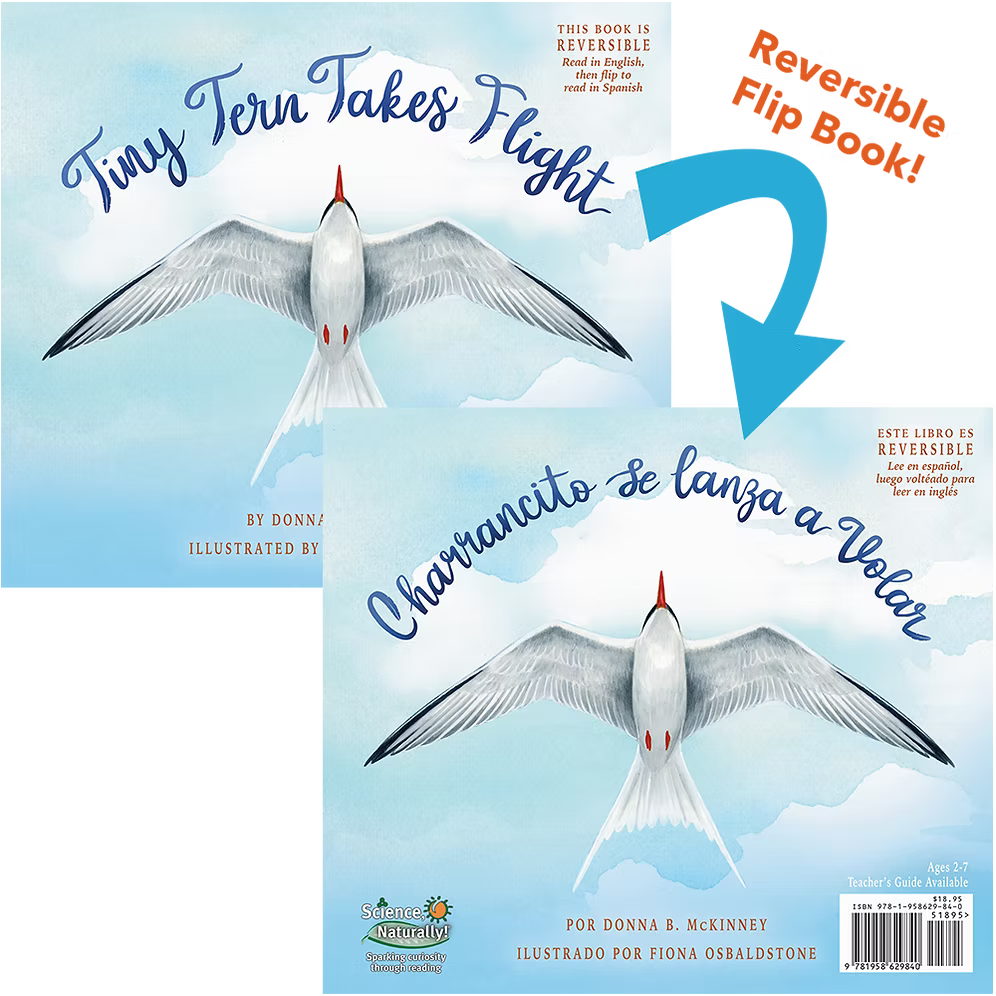 Charrancito se lanza a volar / Tiny Tern Takes Flight