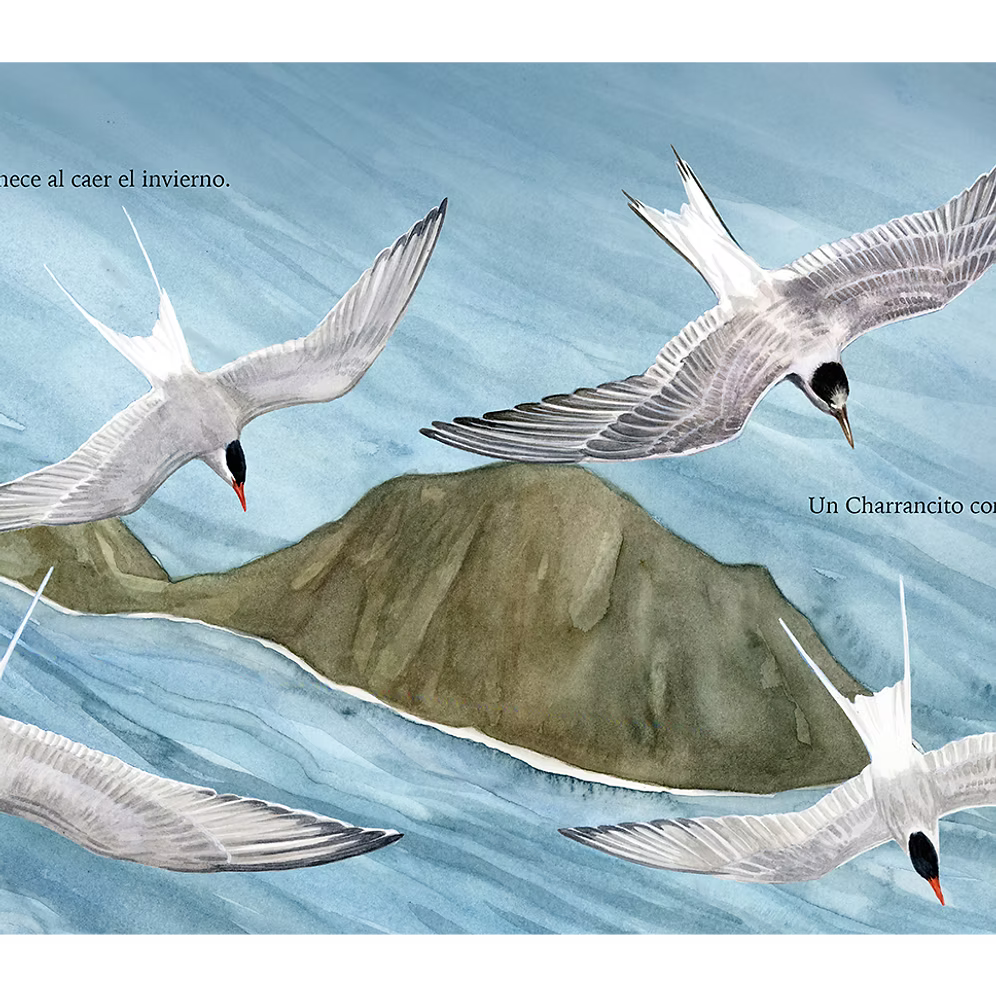 Charrancito se lanza a volar / Tiny Tern Takes Flight