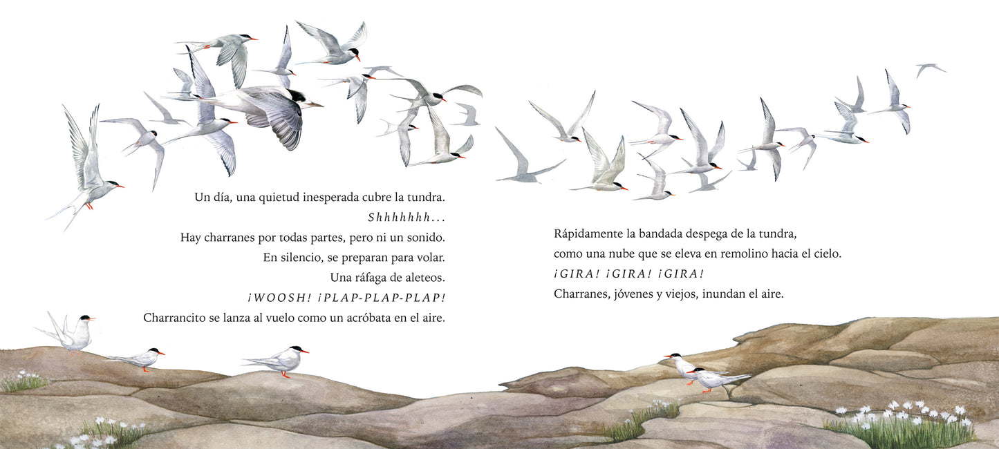Charrancito se lanza a volar