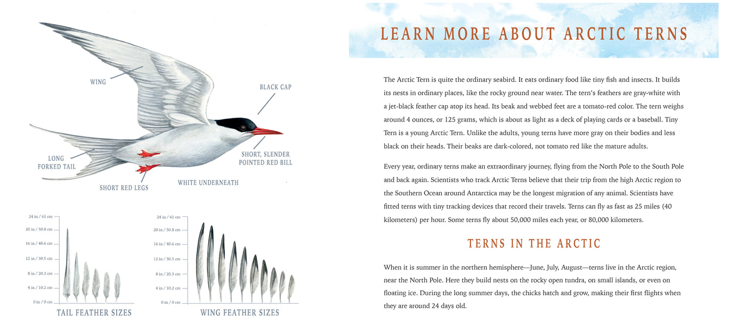 Tiny Tern Takes Flight